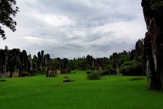 Stone forest